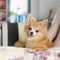 Lovely puppy, Young brown chihuahua relaxing on softly sofabed