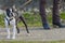 A lovely purebred Boston Terrier enjoying a day in the park. Cute 2-year-old Boston Terrier at a stop during a walk in the park