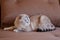 Lovely purebred cat Scottish pleat lies on the couch and looks away with interest