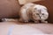 Lovely purebred Scottish cat pleat sits on the couch and looks at camera with interest