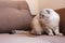 Lovely purebred Scottish Fold cat sits on the couch and looks away with interest