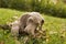 Lovely purebred Weimaraner puppy biting wooden stick on green lawn. Portrait of weimar dog pet playing with wooden stick.