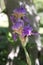 Lovely Purple Iris Plant Flower