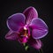 Lovely purple orchid isolated on black close up. Beautiful floral background