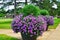 Lovely purple petunia flowers, gardening landscape