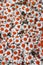 Lovely red blossom daisy flowers background