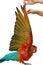 Lovely red and blue macaw parrot,Hand wings of bird raised.