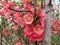 Lovely red flowers of the Japanese apple tree. The air smells like spring.