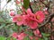 Lovely red flowers of the Japanese apple tree. The air smells like spring.