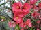 Lovely red flowers of the Japanese apple tree. The air smells like spring.