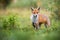 Lovely red fox facing camera with adorable eyes in green summer nature