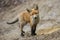 Lovely red fox standing on brown ground in front of den hidden in forest