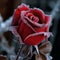Lovely red frozen rose covered with hoarfrost close-up, original flower background,