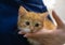 A lovely red kitten trustingly laid her head in the veterinarian's hand. Trust between the vet and the kitten. The