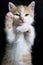 Lovely red kitty on black blanket.