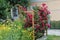 Lovely red roses grow near the house on a wooden grate.