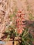 Lovely reddish Aloe vera flower,  Rare to see