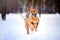 Lovely Rhodesian Ridgeback dog running in winter