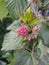 Lovely ripe raspberry with green leaves in the garden