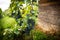 Lovely ripe, red grapes in a vineyard