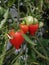 Lovely ripe tomato with green leaves