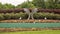 Lovely roadside garden with an abstract sculpture surrounded by flowers and hedges in Southlake, Texas.