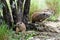 Lovely rock hyrax