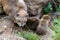 Lovely rock hyrax family