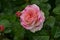 Lovely and romantic blooms of the Hybrid Tea rose cultivar `Double Delight` in the garden. Pink tea rose
