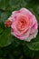 Lovely and romantic blooms of the Hybrid Tea rose cultivar `Double Delight` in the garden. Pink tea rose