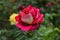 Lovely roses on blurred background