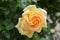 Lovely roses on blurred background