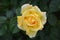 Lovely roses on blurred background