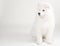 Lovely Samoyed puppy