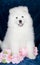 Lovely Samoyed puppy