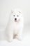 Lovely Samoyed puppy