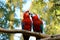 Lovely Scene of Scarlet Macaw Couple Kissing on a Tree Branch