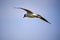 The lovely sea gull is soaring in blue sky