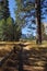 Lovely shady path in Yosemite