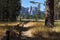 Lovely shady path in Yosemite Park