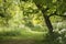 Lovely shallow depth of field fresh landscape of English forest