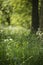 Lovely shallow depth of field fresh landscape of English forest