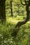 Lovely shallow depth of field fresh landscape of English forest