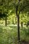 Lovely shallow depth of field fresh landscape of English forest