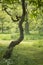 Lovely shallow depth of field fresh landscape of English forest