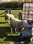 Lovely Sheep Drinking Water @Crookham, Northumberland, England