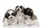 Lovely Shih Tzu cubs kissing and licking each other