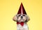 Lovely Shih Tzu puppy wearing bowtie and party hat