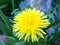 A lovely shot of a gorgeous yellow dandelion