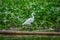 Lovely shot of Heron bird photographed in its natural environment walking over Aquatic floating plants in Limoncocha